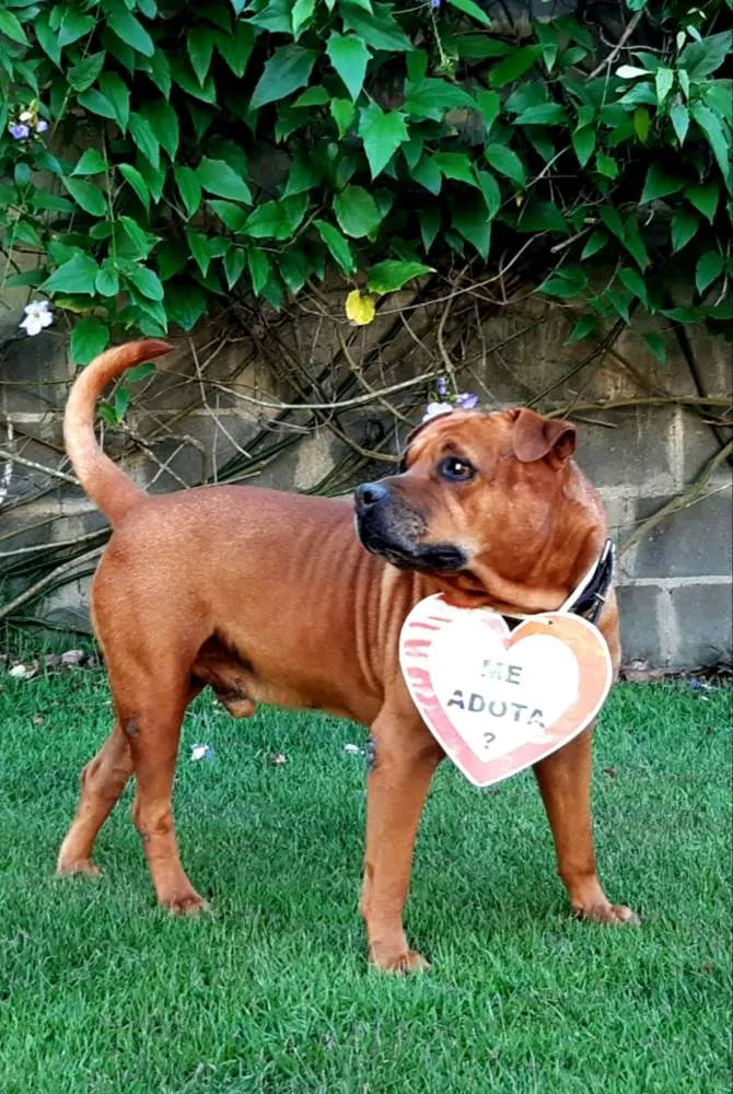 Cachorro raça SRD idade 3 anos nome Marrom