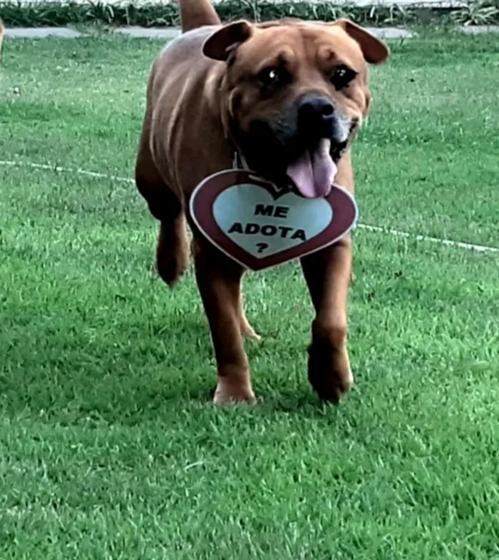 Cachorro raça SRD idade 3 anos nome Marrom