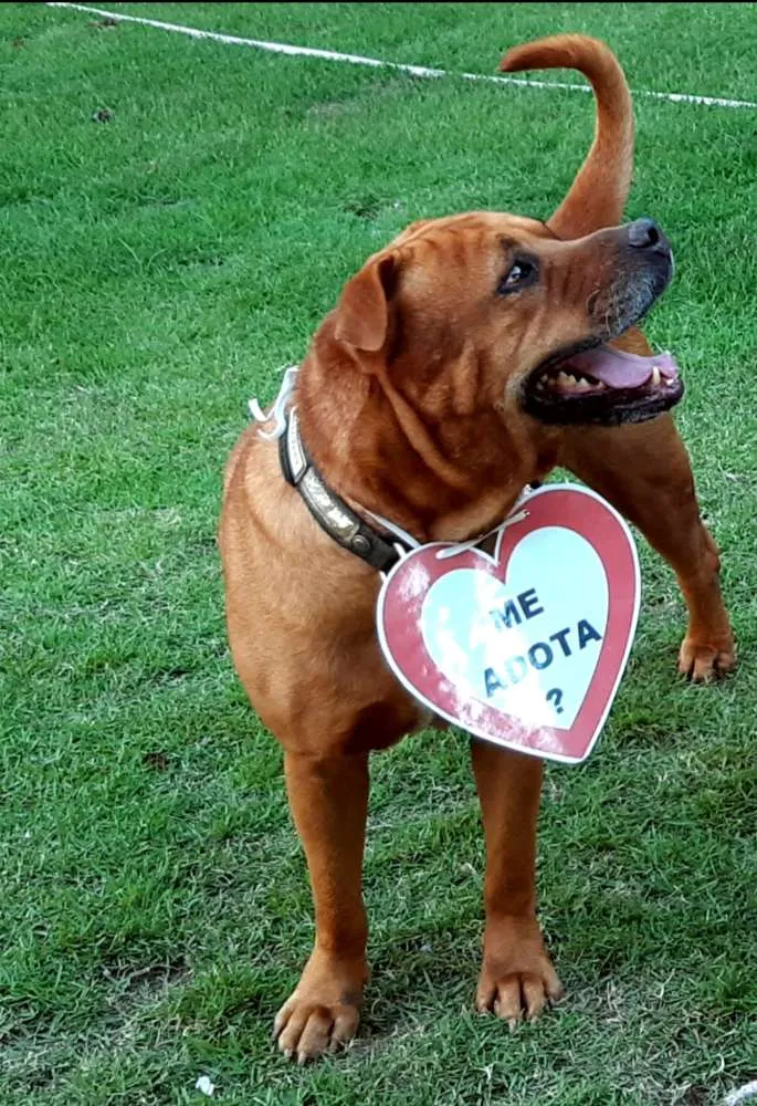 Cachorro raça SRD idade 3 anos nome Marrom