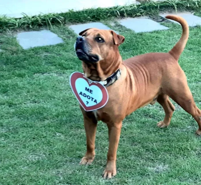 Cachorro raça SRD idade 3 anos nome Marrom