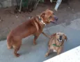 Marrom