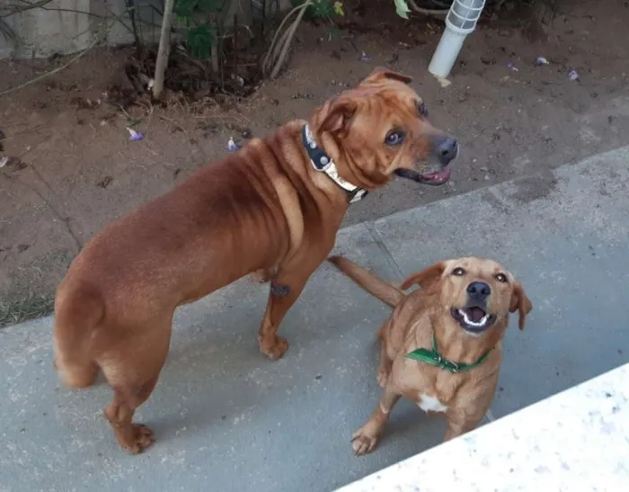 Cachorro raça SRD idade 3 anos nome Marrom