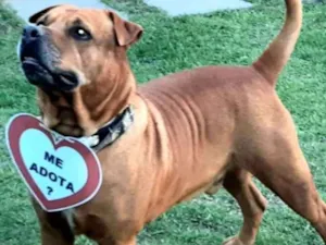 Cachorro raça SRD idade 3 anos nome Marrom