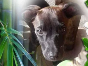 Cachorro raça SRD idade 3 anos nome Lis e Jasmim