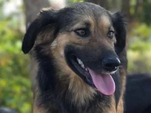 Cachorro raça srd idade 3 anos nome Nutella