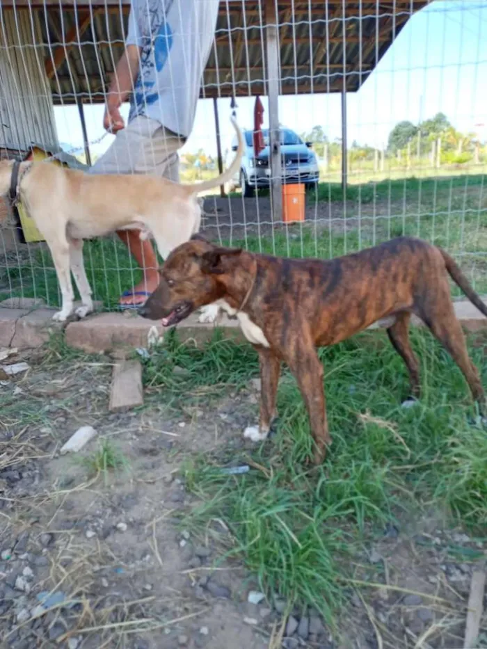 Cachorro ra a SRD idade 2 anos nome Brasino
