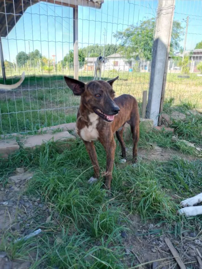 Cachorro ra a SRD idade 2 anos nome Brasino