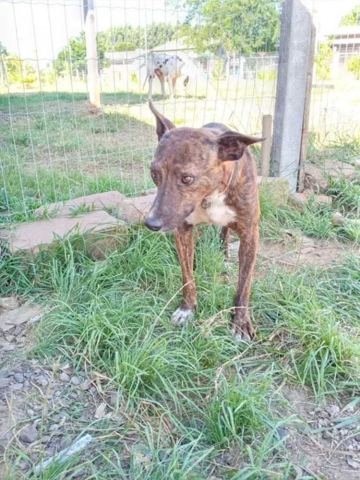 Cachorro ra a SRD idade 2 anos nome Brasino