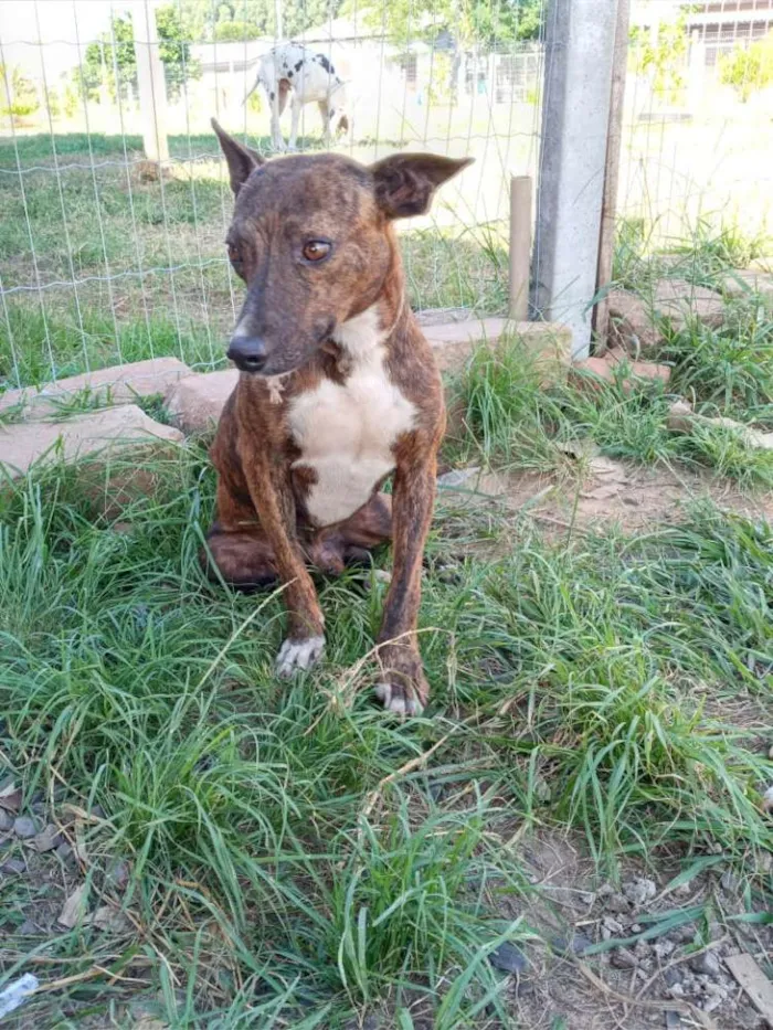 Cachorro ra a SRD idade 2 anos nome Brasino