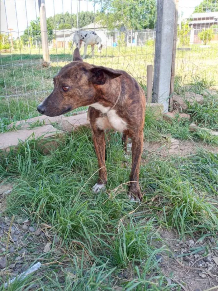 Cachorro ra a SRD idade 2 anos nome Brasino
