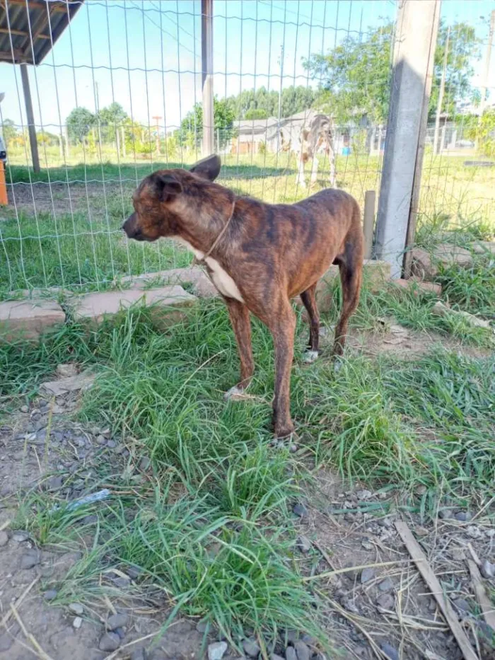 Cachorro ra a SRD idade 2 anos nome Brasino