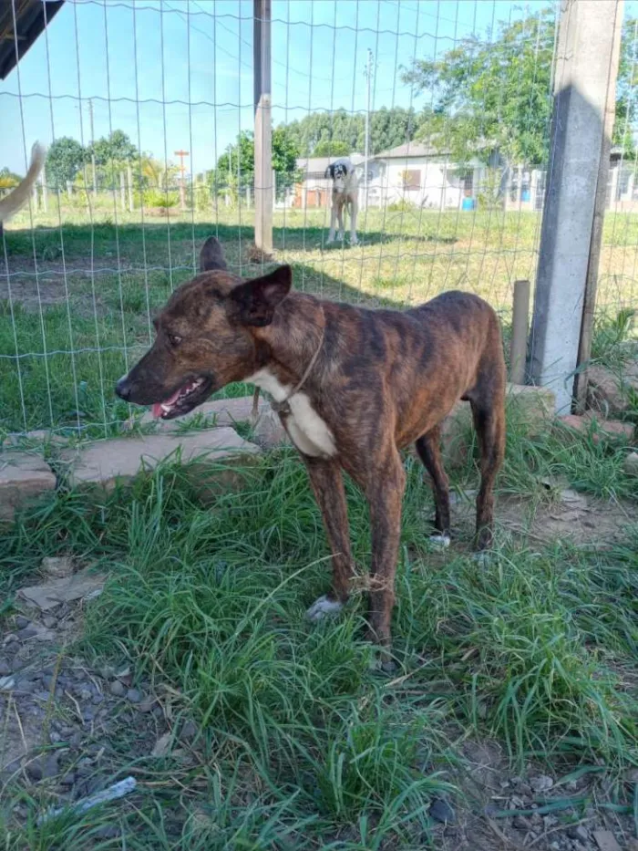 Cachorro ra a SRD idade 2 anos nome Brasino