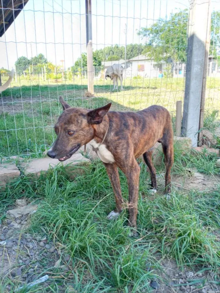 Cachorro ra a SRD idade 2 anos nome Brasino