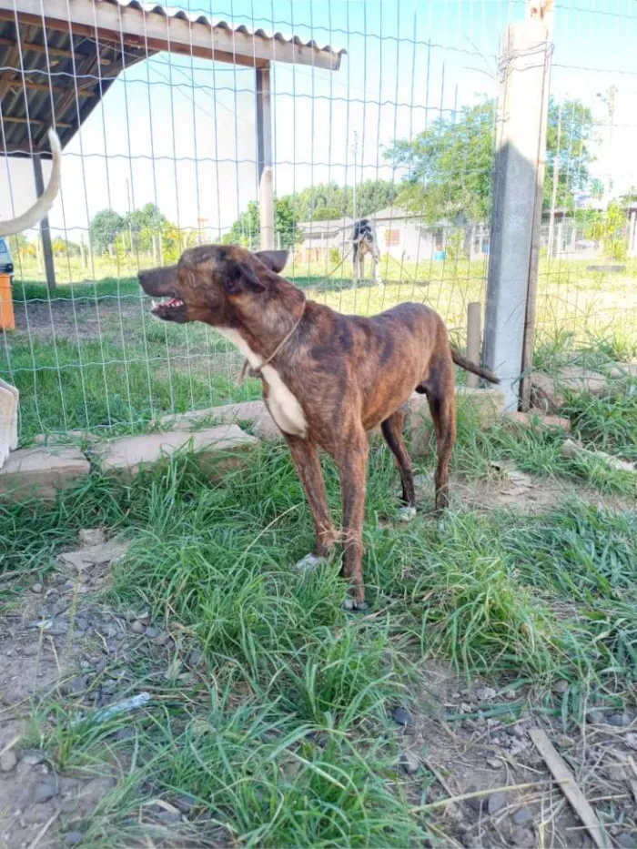 Cachorro ra a SRD idade 2 anos nome Brasino