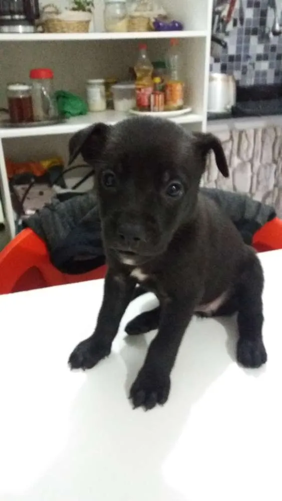 Cachorro ra a Pastor Alemão com american bul idade 2 a 6 meses nome Sem nome