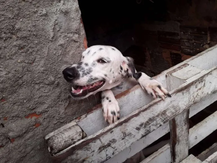 Cachorro ra a Dálmata idade 2 a 6 meses nome Pérola