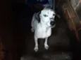Pérola