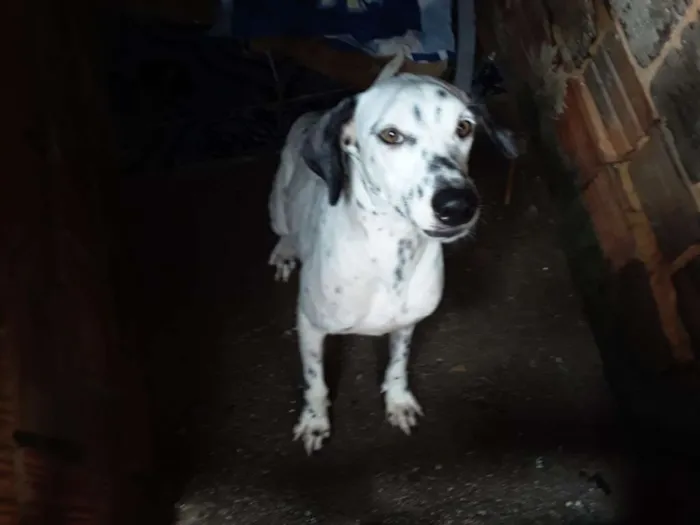 Cachorro ra a Dálmata idade 2 a 6 meses nome Pérola