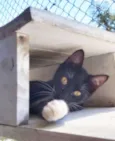 Félix
