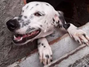 Cachorro raça Dálmata idade 2 a 6 meses nome Pérola
