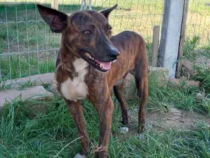 Cachorro raça SRD idade 2 anos nome Brasino