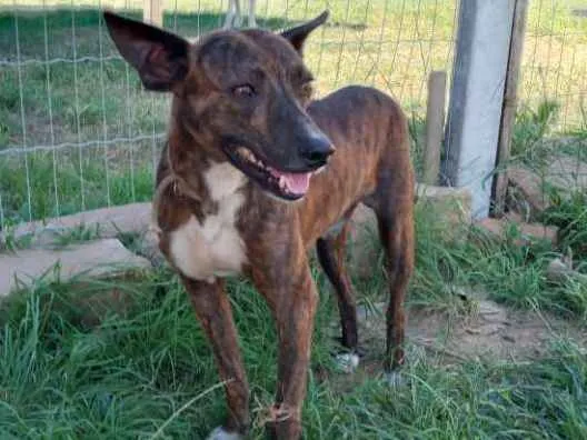 Cachorro ra a SRD idade 2 anos nome Brasino