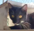Félix