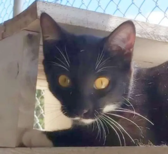 Gato ra a srd idade 2 a 6 meses nome Félix