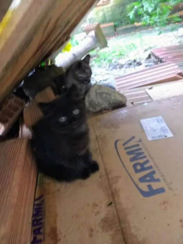Gato raça MESTIÇO idade 2 a 6 meses nome SEM NOME