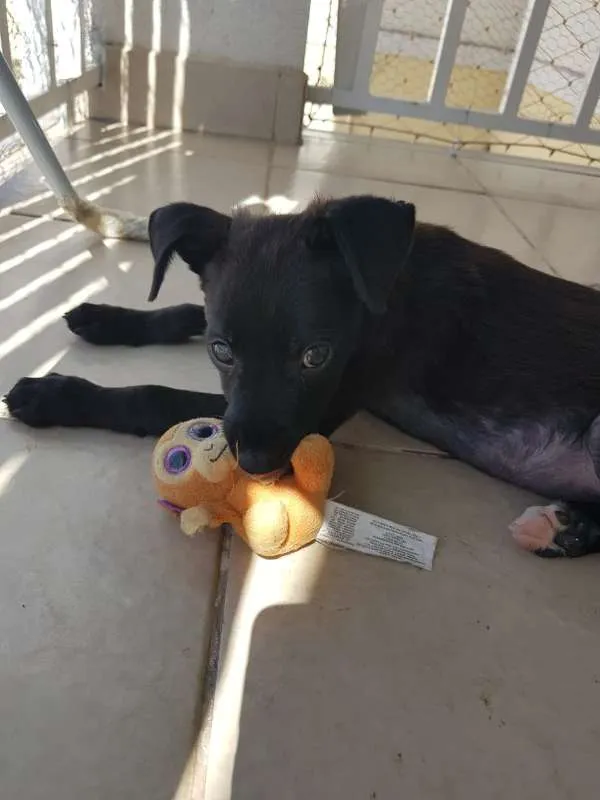 Cachorro ra a srd idade Abaixo de 2 meses nome Luke