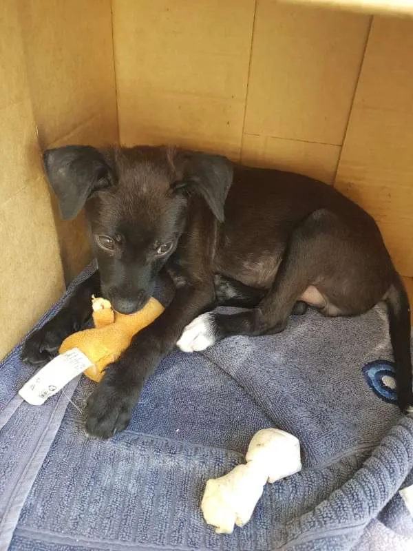 Cachorro ra a srd idade Abaixo de 2 meses nome Luke