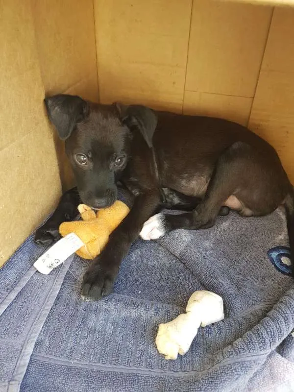 Cachorro ra a srd idade Abaixo de 2 meses nome Luke