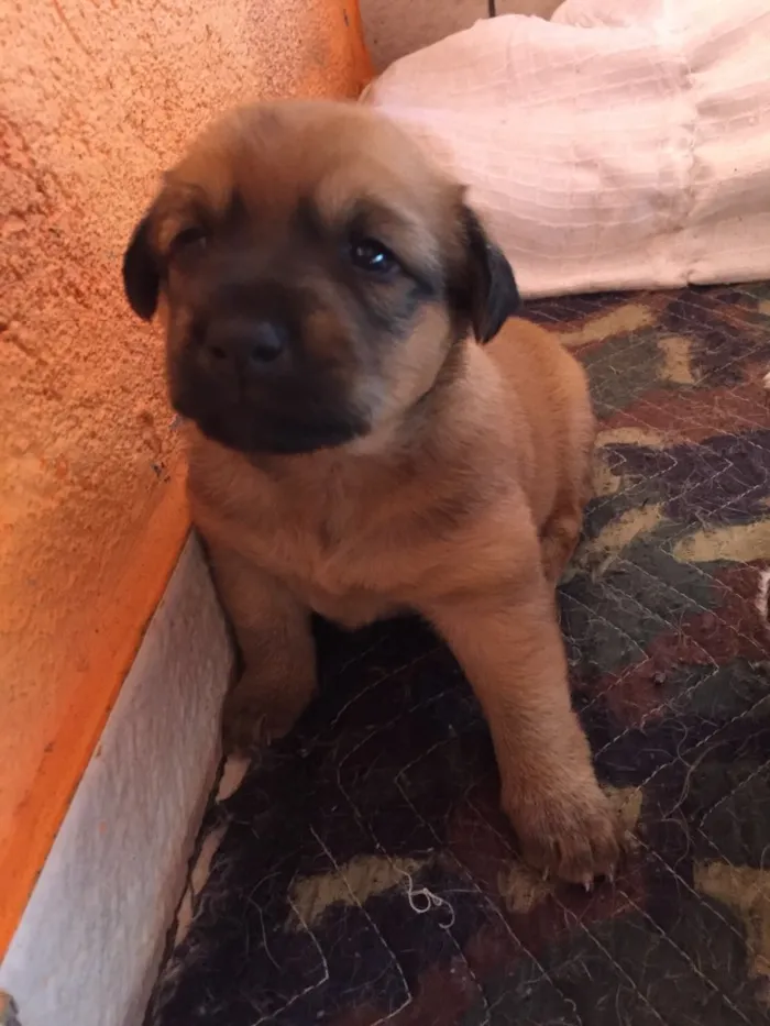 Cachorro ra a Sem raça definida idade Abaixo de 2 meses nome Cacau 