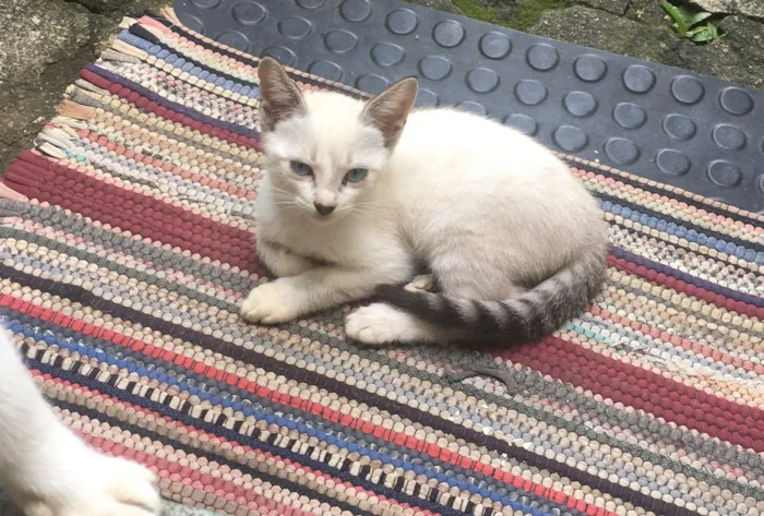Gato ra a RND idade 2 a 6 meses nome Não tem nome 