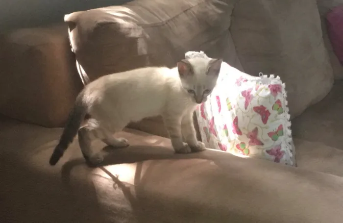 Gato ra a RND idade 2 a 6 meses nome Não tem nome 