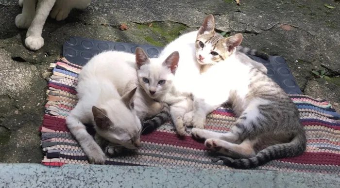 Gato ra a RND idade 2 a 6 meses nome Não tem nome 