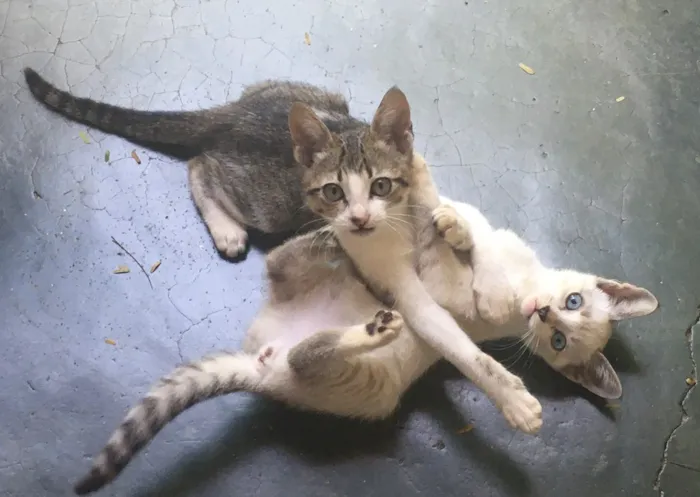 Gato ra a RND idade 2 a 6 meses nome Não tem nome 