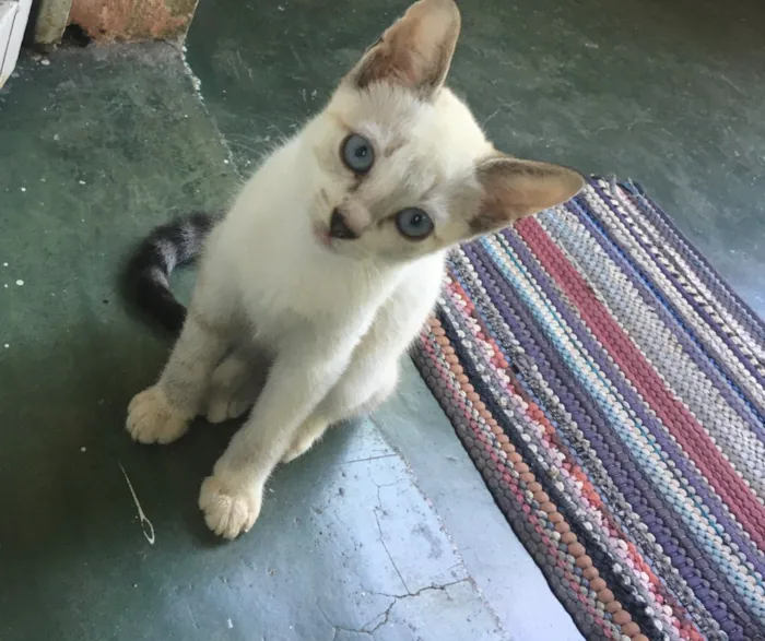 Gato ra a RND idade 2 a 6 meses nome Não tem nome 