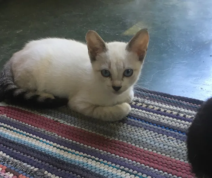 Gato ra a RND idade 2 a 6 meses nome Não tem nome 