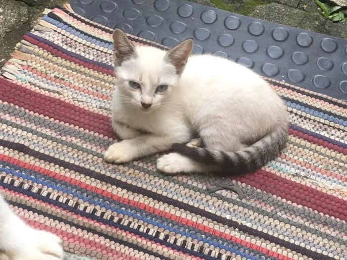 Gato ra a RND idade 2 a 6 meses nome Não tem nome 