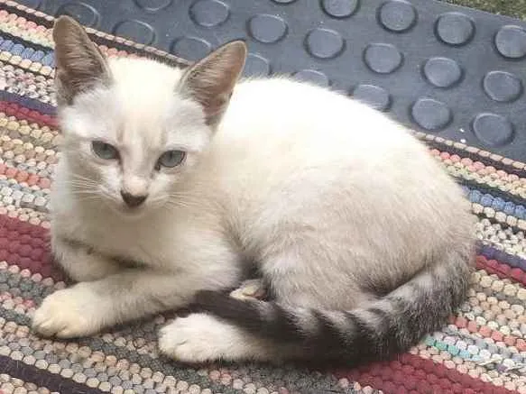 Gato ra a RND idade 2 a 6 meses nome Não tem nome 