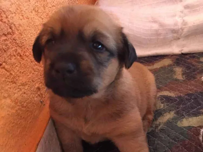 Cachorro ra a Sem raça definida idade Abaixo de 2 meses nome Cacau 