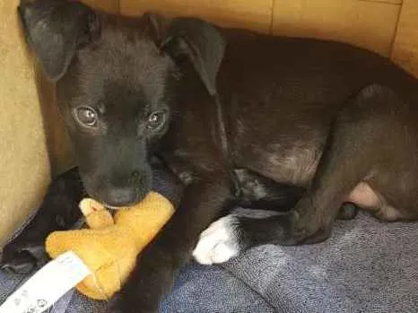 Cachorro ra a srd idade Abaixo de 2 meses nome Luke