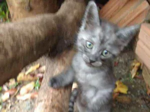 Gato raça MESTIÇO idade 2 a 6 meses nome SEM NOME