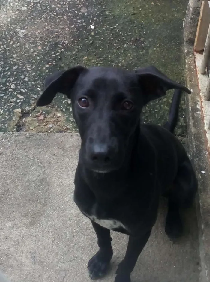 Cachorro raça  idade 2 a 6 meses nome Lindinha