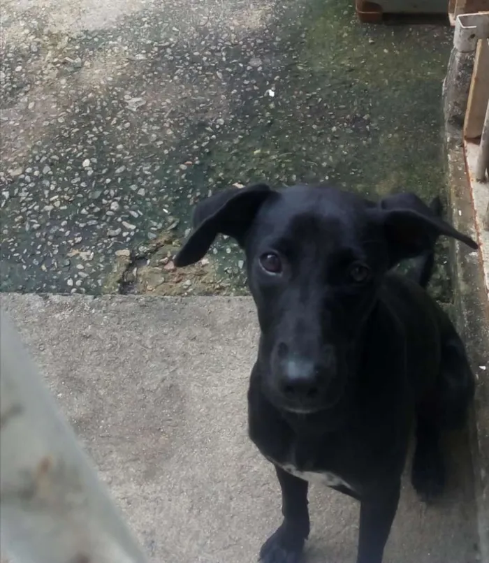 Cachorro raça  idade 2 a 6 meses nome Lindinha