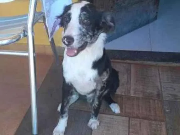 Cachorro ra a Bourdie collie idade 2 a 6 meses nome Toby