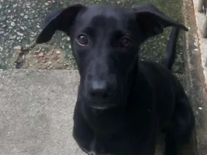 Cachorro raça  idade 2 a 6 meses nome Lindinha