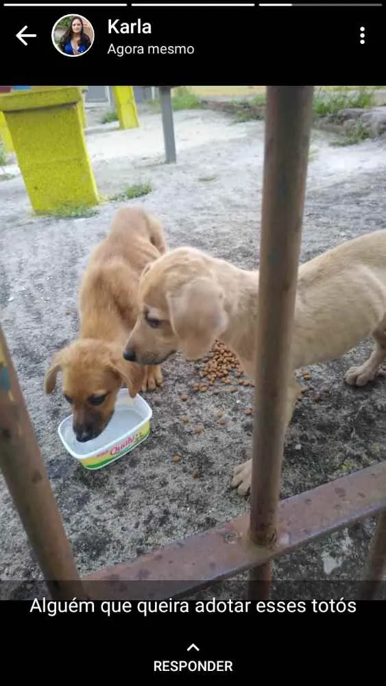 Cachorro ra a RND idade Abaixo de 2 meses nome Nao sei