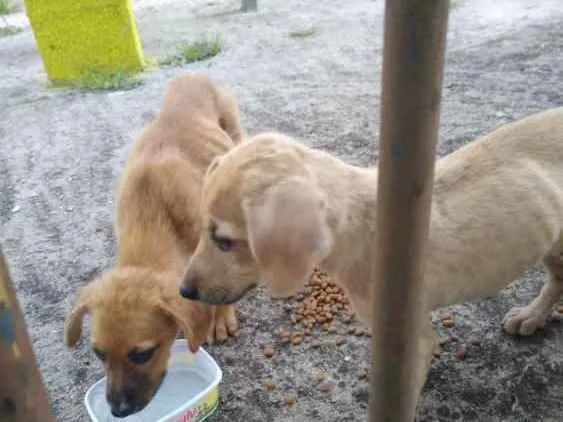 Cachorro ra a RND idade Abaixo de 2 meses nome Nao sei